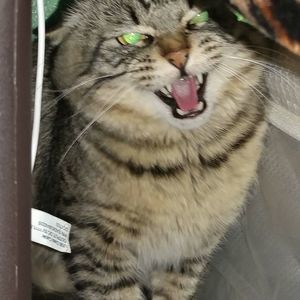 Meet your Posher, Oscar